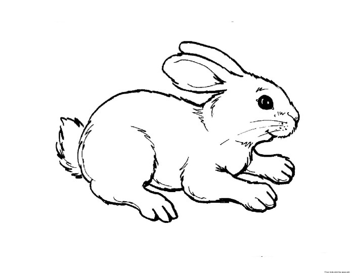 Animal coloring pages all