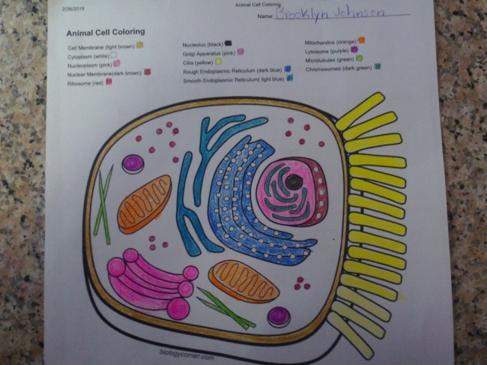 Animal cell coloring answers front