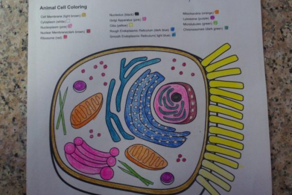 Animal cell coloring answers front