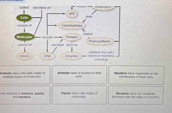 Animal cell coloring questions and answers