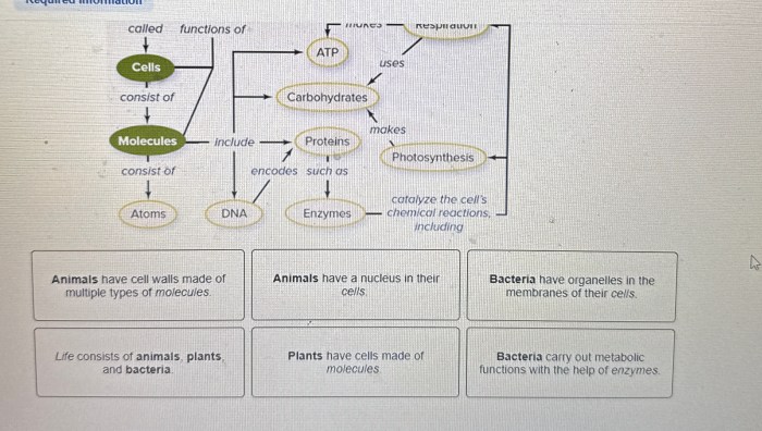 Animal cell coloring questions and answers