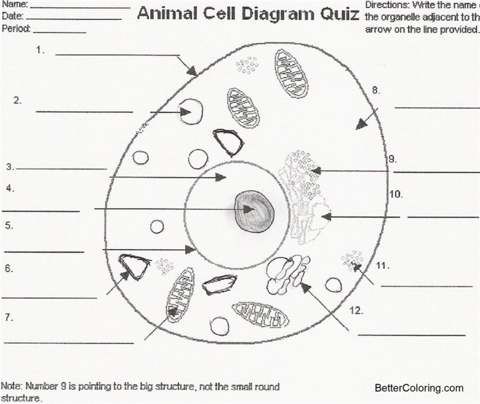 Animal cell coloring questions and answers