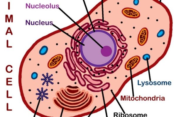 Animal cell coloring labled