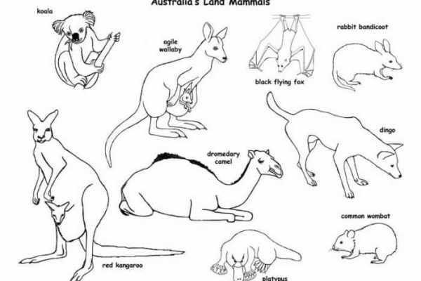 Australian animal coloring sheets