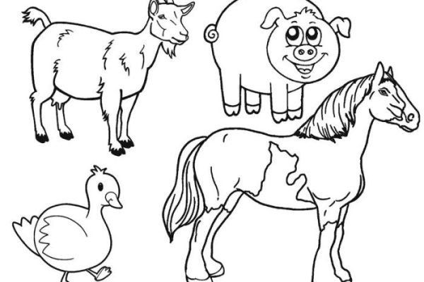 Farm animal anatomy coloring book