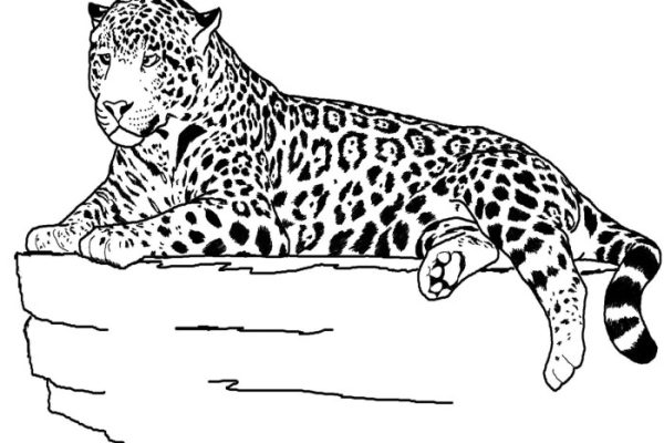 Jaguar animal coloring pages