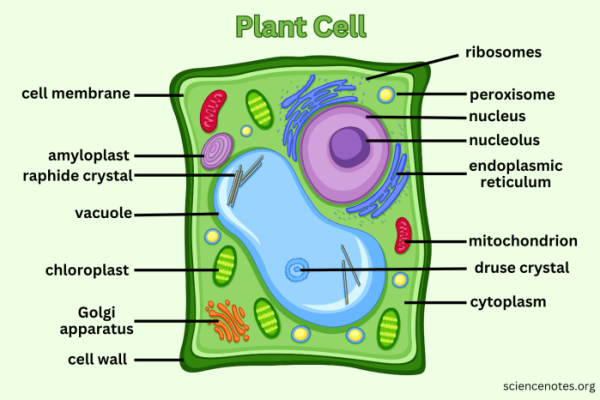 Plant superstar