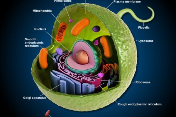 Animal cell coloring diagram key