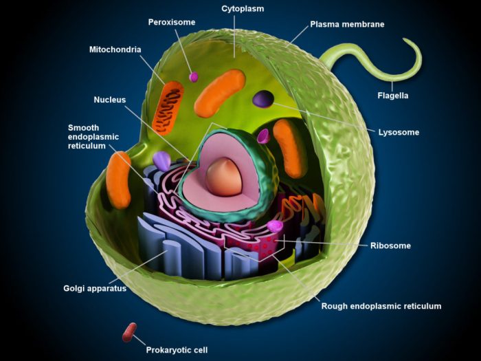 Animal cell coloring diagram key