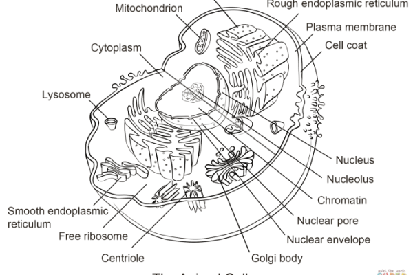 Animal cell labeled coloring sheet