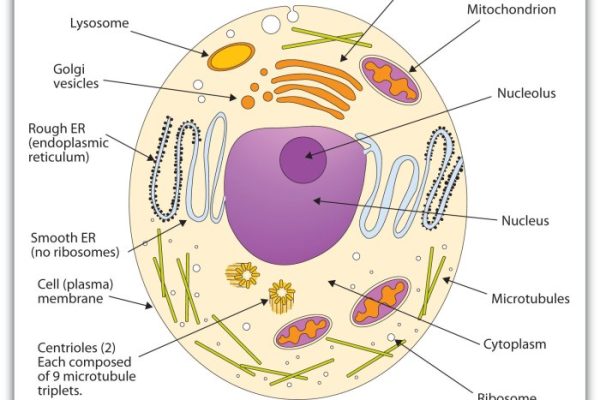 Animal cell coloring page labels