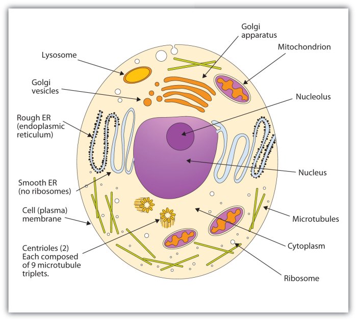 Animal cell coloring page labels