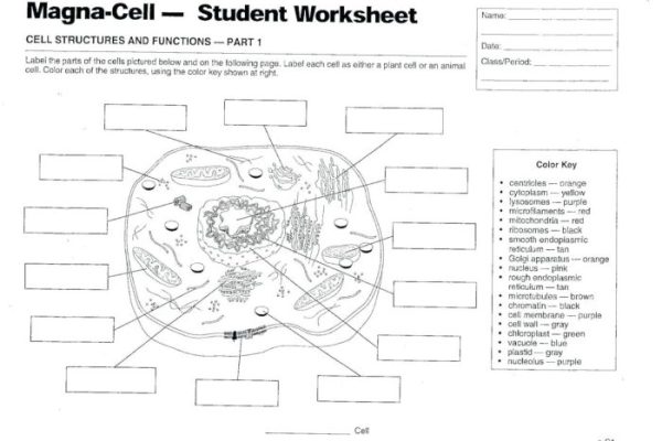 Animal cell coloring worksheet answ