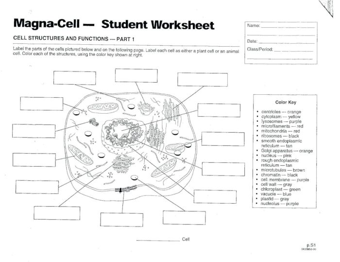 Animal cell coloring answers front