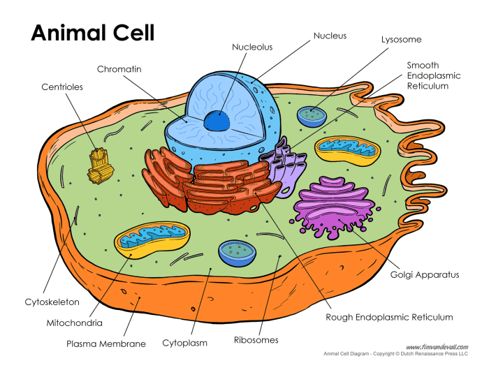 Animal cell coloring diagram key