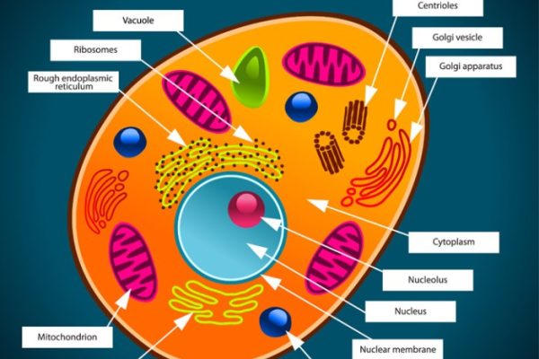 9th grade labeled animal cell coloring