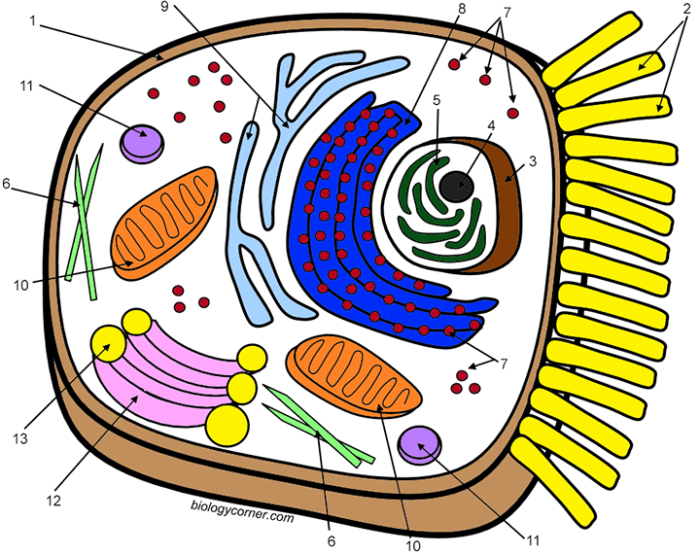 Animal cell labeled coloring sheet