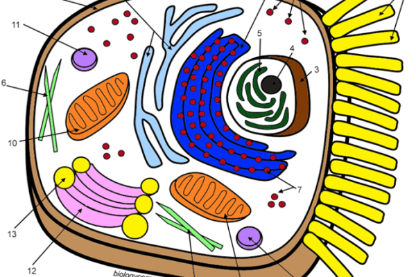 Animal cell coloring sheet labeled