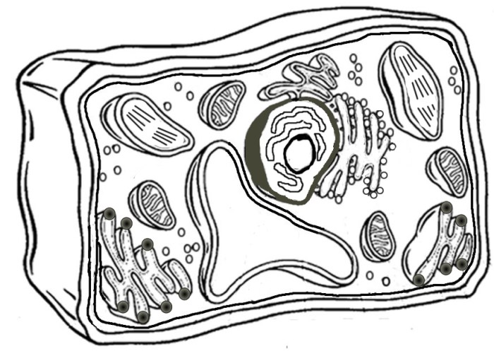 Animal and plant cell diagram coloring