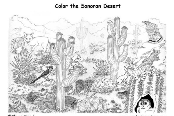 Printable desert animals coloring pages