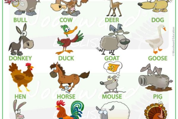 Animals learning english with pictures coloring