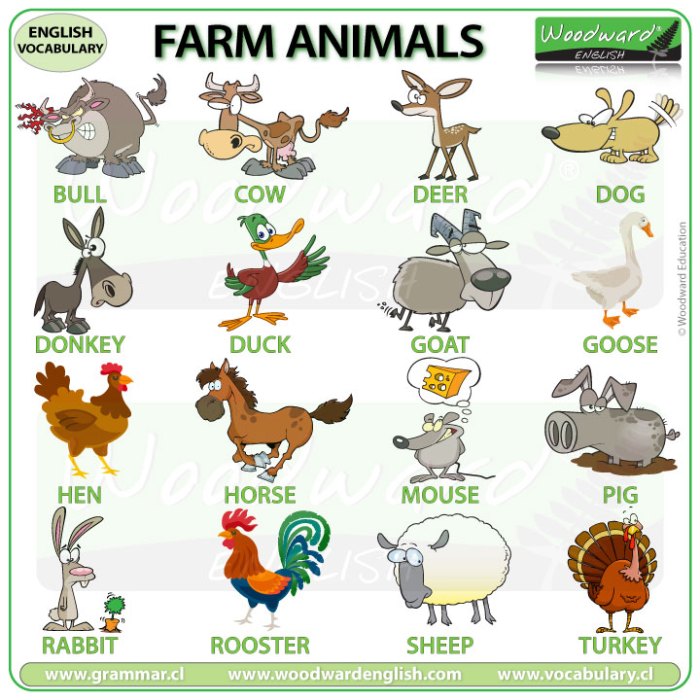 Animals learning english with pictures coloring