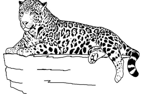 Animal scramble coloring pages