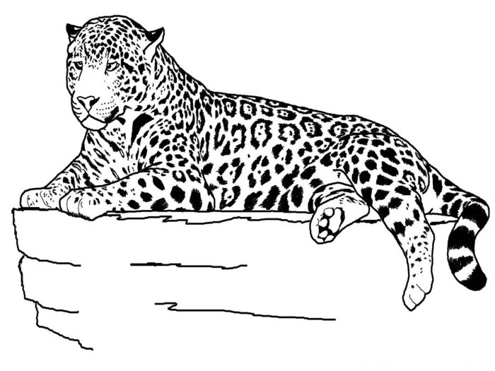 Animal scramble coloring pages