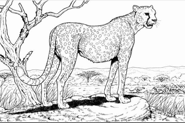 Cheetah coloring pages of animals