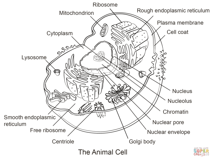 Animal cell coloring page labels